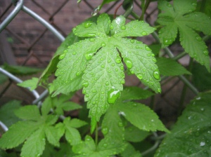 Japanese Hop - Acts as an annual or a perennial depending on climate. Grows up to 35' long with downward-pointing, rough, prickly hairs on stems and leaves. Stems are light green to reddish in color and twist counterclockwise around objects.