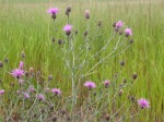 Spotted Knapweed - Herbaceous, short-lived perennial in Wisconsin, acting as a biennial elsewhere, 2–4’ tall. Persists as a rosette for 1–4 years before bolting. Flowering plants usually have 1–6 stems, but may have up to 20.