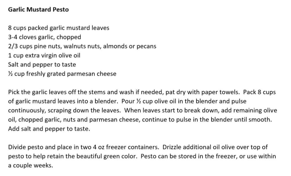 GM Pesto recipe